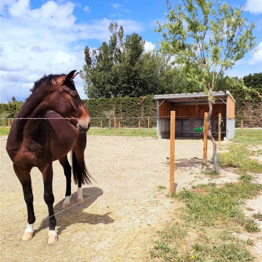 pension avignon
pension saint remy de provence 
pension paddock